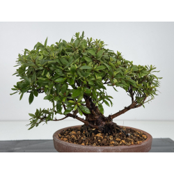 Azalea I-8152 vista 3