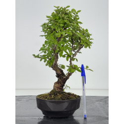 Zelkova nire I-8155