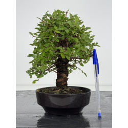Zelkova nire I-8156