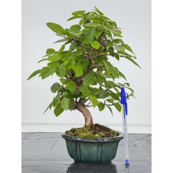 Carpinus turczaninovii  I-8157