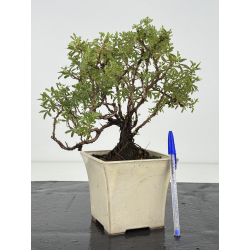 Potentilla fruticosa I-8159