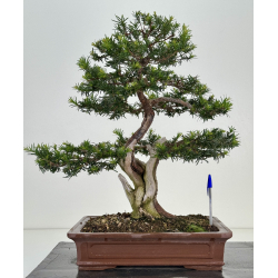 Taxus baccata I-8145
