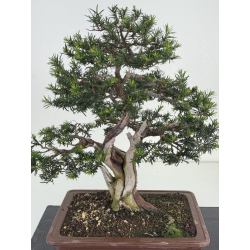 Taxus baccata -tejo europeo- I-8145 vista 2