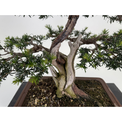 Taxus baccata -tejo europeo- I-8145 vista 3