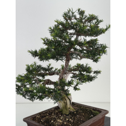 Taxus baccata -tejo europeo- I-8145 vista 4