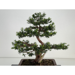 Taxus baccata -tejo europeo- I-8145 vista 5
