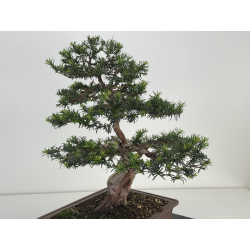 Taxus baccata -tejo europeo- I-8145 vista 6