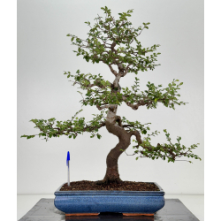 Ulmus parvifolia I-8147