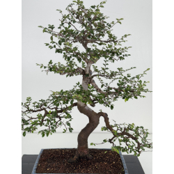 Ulmus parvifolia I-8147 vista 2