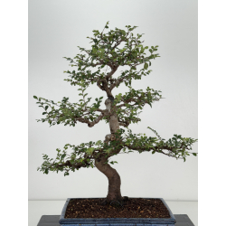 Ulmus parvifolia I-8147 vista 3