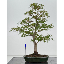 Acer palmatum yamamomiji I-8148