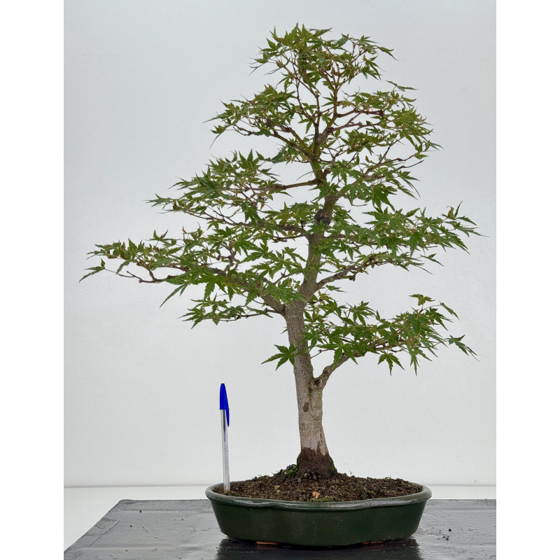Acer palmatum yamamomiji I-8148