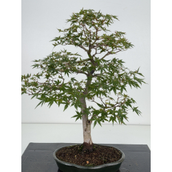 Acer palmatum yamamomiji I-8148 vista 2