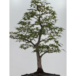 Acer palmatum yamamomiji I-8148 vista 3