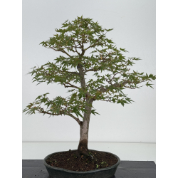 Acer palmatum yamamomiji I-8148 vista 4