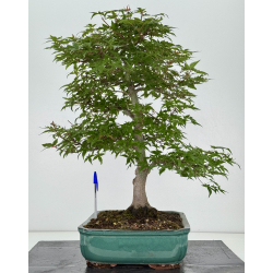 Acer palmatum deshojo I-8153