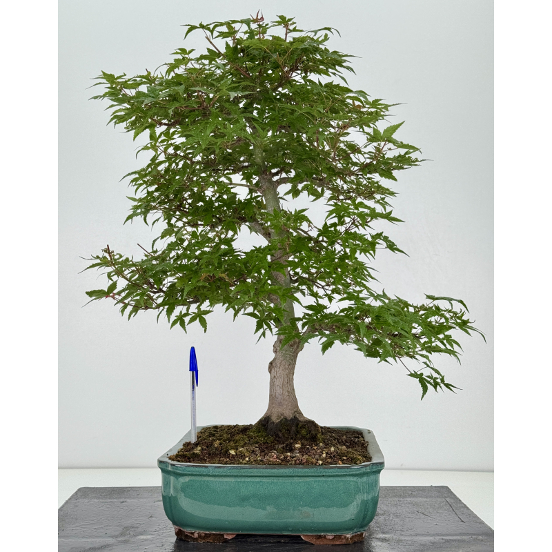 Acer palmatum deshojo I-8153 Acer palmatum deshojo I-8153