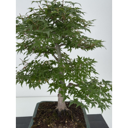 Acer palmatum deshojo I-8153 vista 2