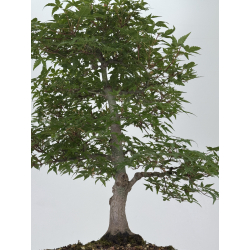 Acer palmatum deshojo I-8153 vista 3