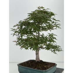 Acer palmatum deshojo I-8153 vista 4