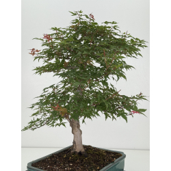 Acer palmatum deshojo I-8153 vista 5