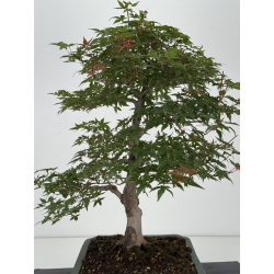 Acer palmatum deshojo I-8153 vista 6