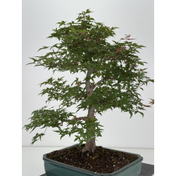 Acer palmatum deshojo I-8153 vista 7