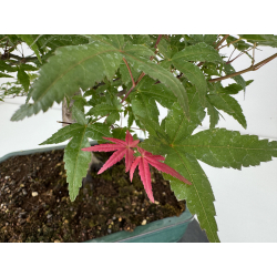 Acer palmatum deshojo I-8153 vista 8