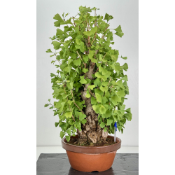 Ginkgo biloba I-8154