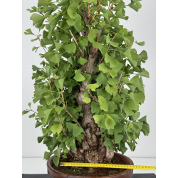Ginkgo biloba I-8154 vista 2