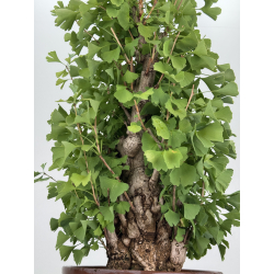 Ginkgo biloba I-8154 vista 3