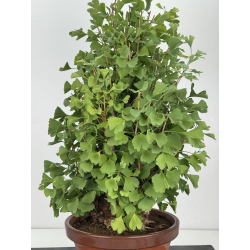 Ginkgo biloba I-8154 vista 4