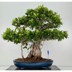 Ficus retusa I-8160