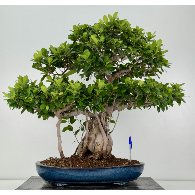 Ficus retusa I-8160 Ficus retusa I-8160