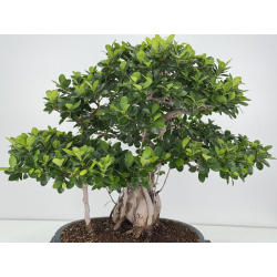 Ficus retusa I-8160 vista 2
