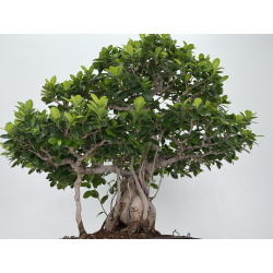 Ficus retusa I-8160 vista 3