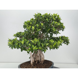 Ficus retusa I-8160 vista 4