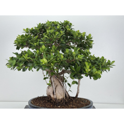 Ficus retusa I-8160 vista 5