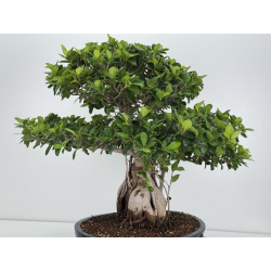 Ficus retusa I-8160 vista 6