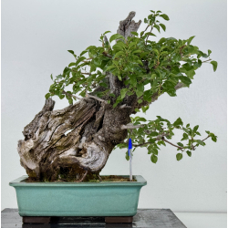 Prunus mahaleb  I-4365