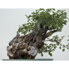 Prunus mahaleb  I-4365 view 3