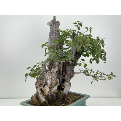 Prunus mahaleb  I-4365 view 4