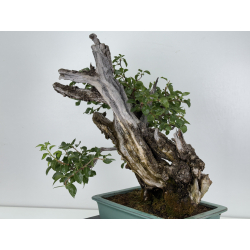 Prunus mahaleb  I-4365 view 5