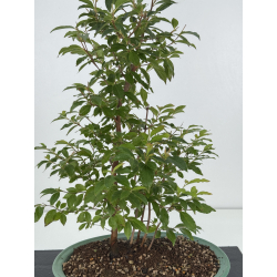 Stewatia monadelpha I-8161 vista 2