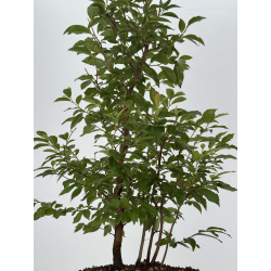 Stewatia monadelpha I-8161 vista 3