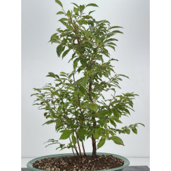 Stewatia monadelpha I-8161 vista 4