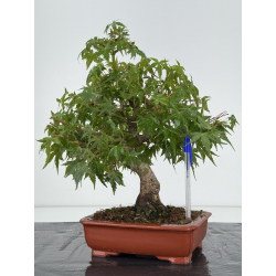 Acer palmatum yamamomiji I-8162