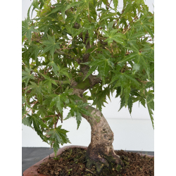 Acer palmatum yamamomiji I-8162 vista 2