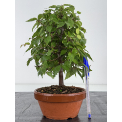 Zelkova serrata I-8164