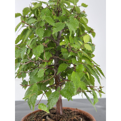 Zelkova serrata I-8164 vista 2